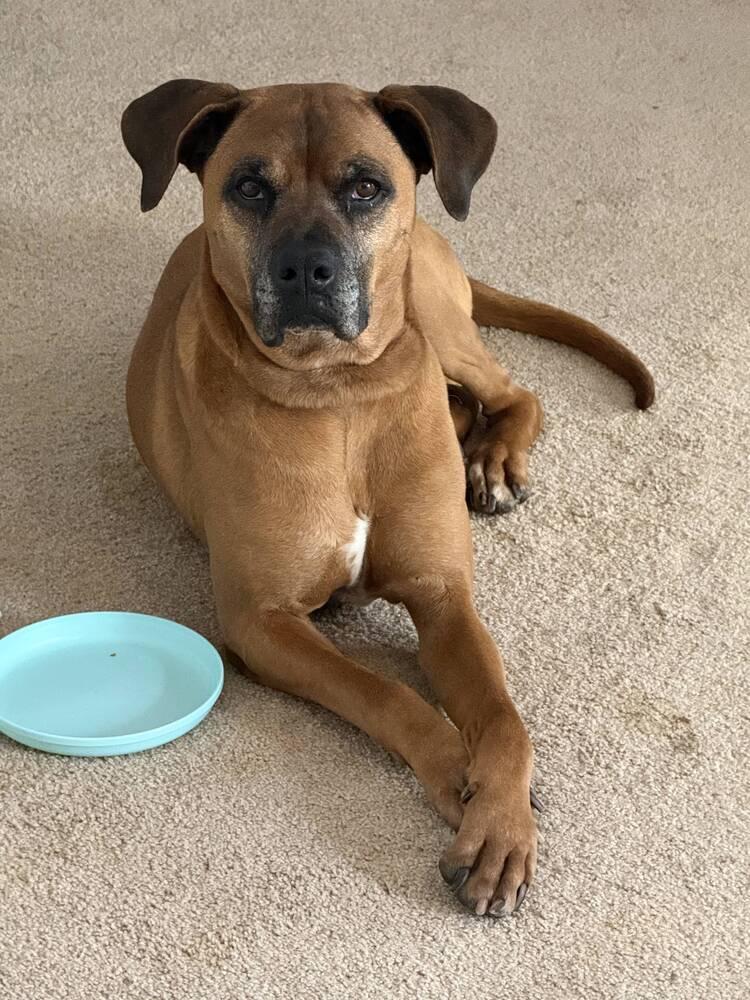 SCOOBY, Adoptable, Senior Male Boxer & Terrier.