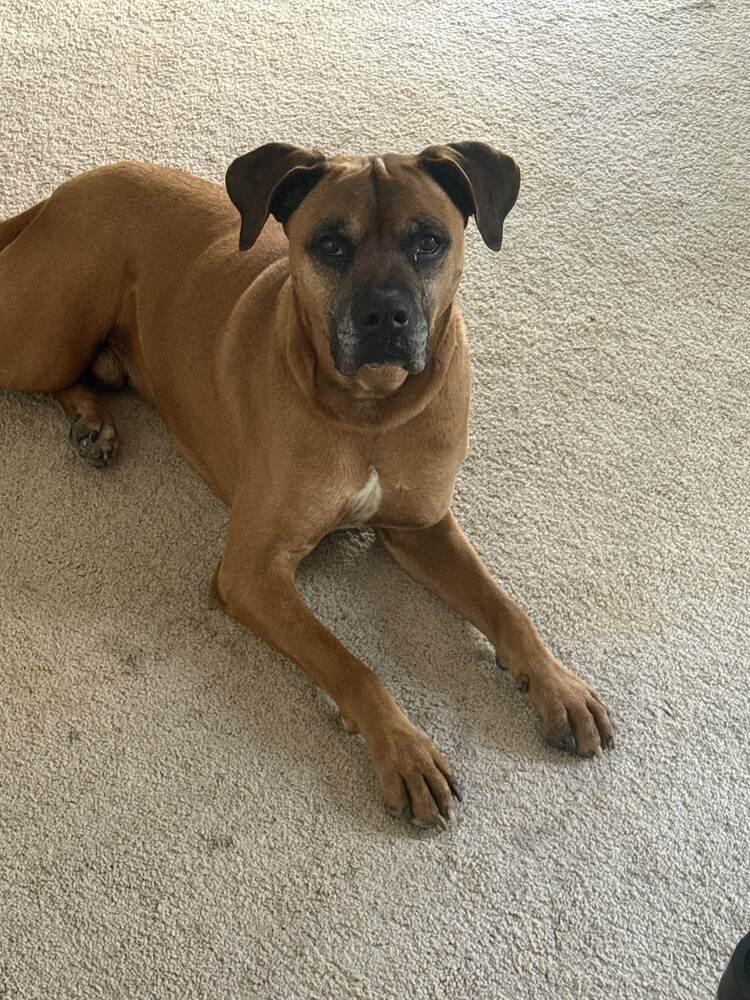 Enlarge SCOOBY, a Adoptable mixed breed in Broomfield, CO image 2/6