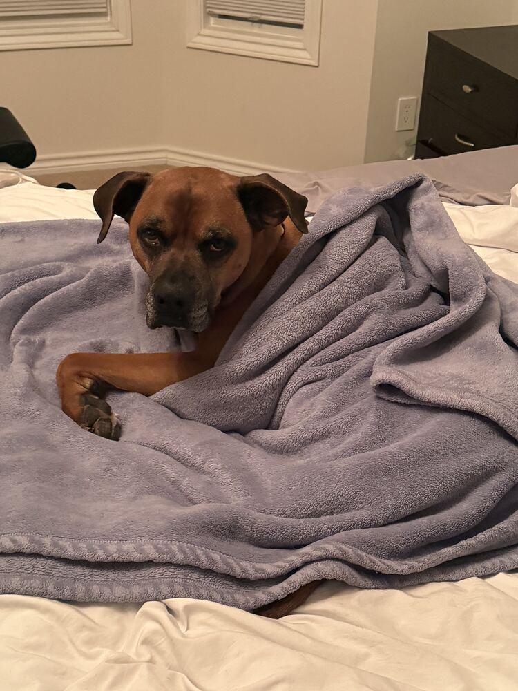 Enlarge SCOOBY, a Adoptable mixed breed in Broomfield, CO image 3/6