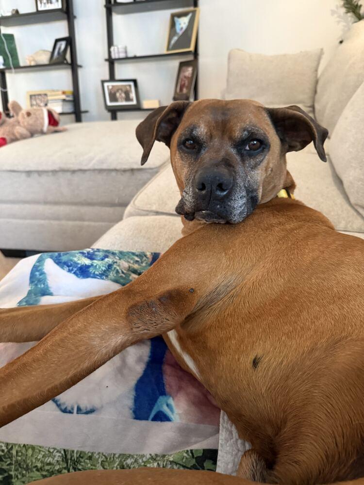 Enlarge SCOOBY, a Adoptable mixed breed in Broomfield, CO image 4/6