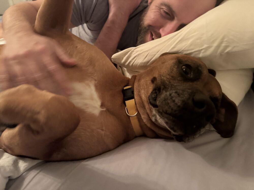 Enlarge SCOOBY, a Adoptable mixed breed in Broomfield, CO image 6/6