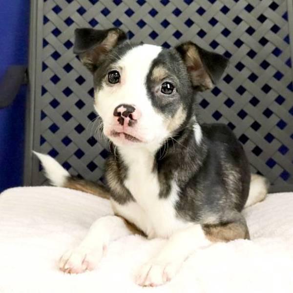 Baby, Adoptable, Adult Female Chihuahua.