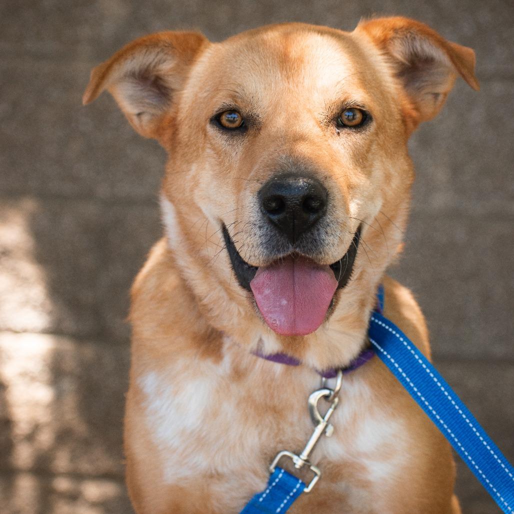 Bindi, Adoptable, Adult Female Husky & Mixed Breed.