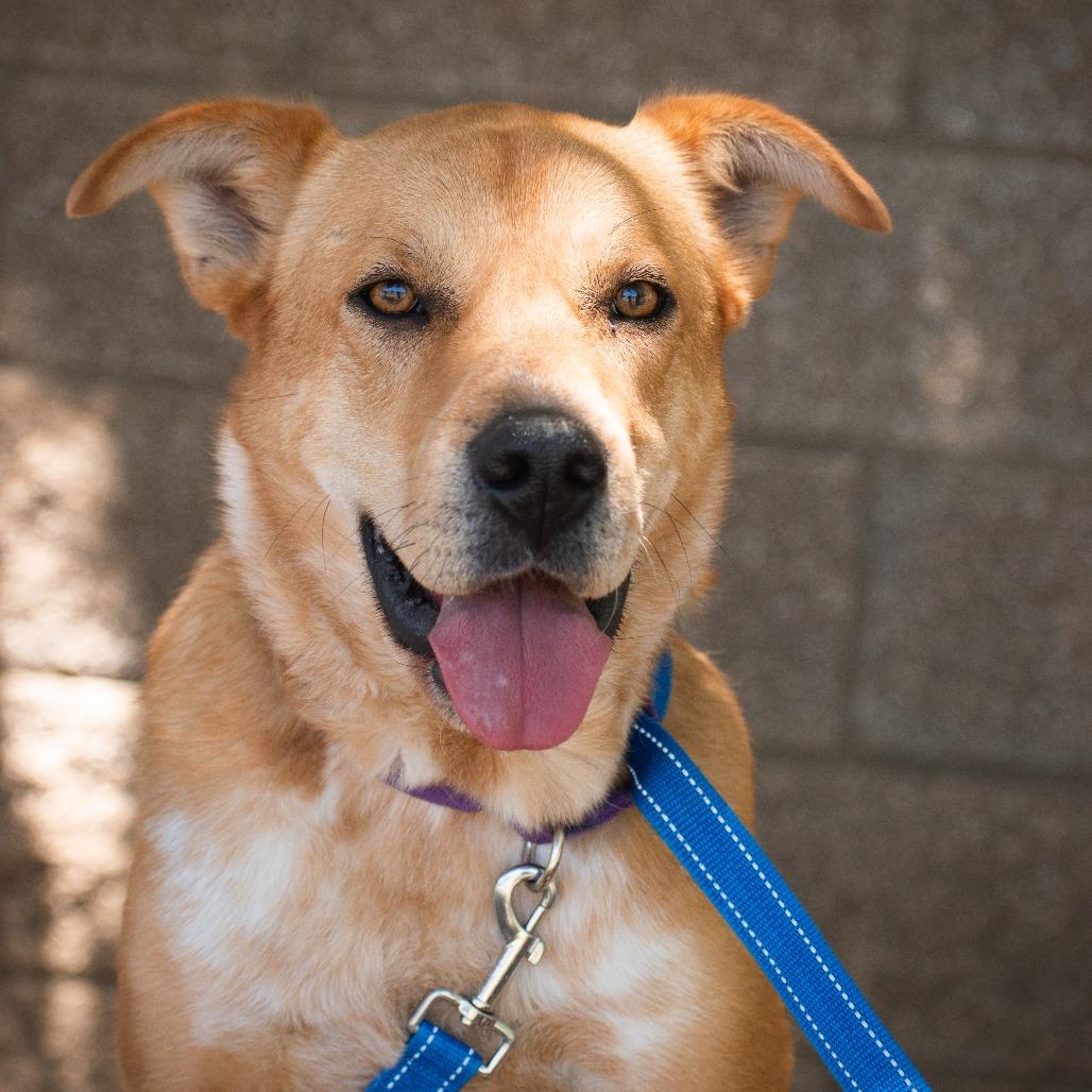 Bindi, a Adoptable mixed breed in Durango, CO image 2/6