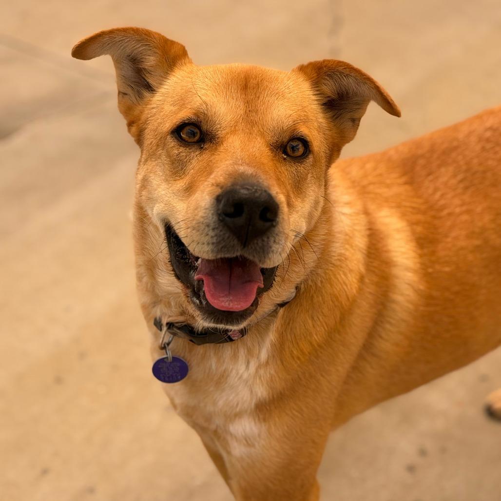 Bindi, Adoptable, Adult Female Husky & Mixed Breed.