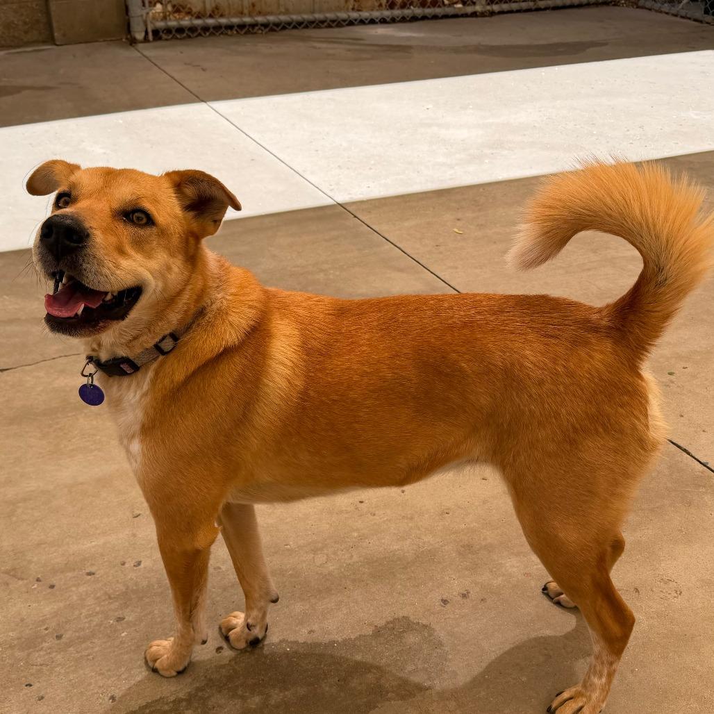 Enlarge Bindi, a Adoptable mixed breed in Durango, CO image 2/3