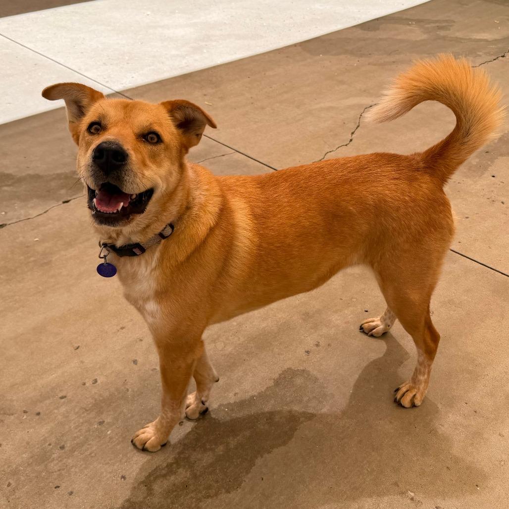 Enlarge Bindi, a Adoptable mixed breed in Durango, CO image 3/3