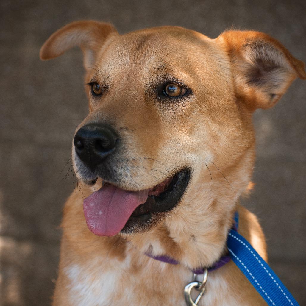 Bindi, a Adoptable mixed breed in Durango, CO image 6/6