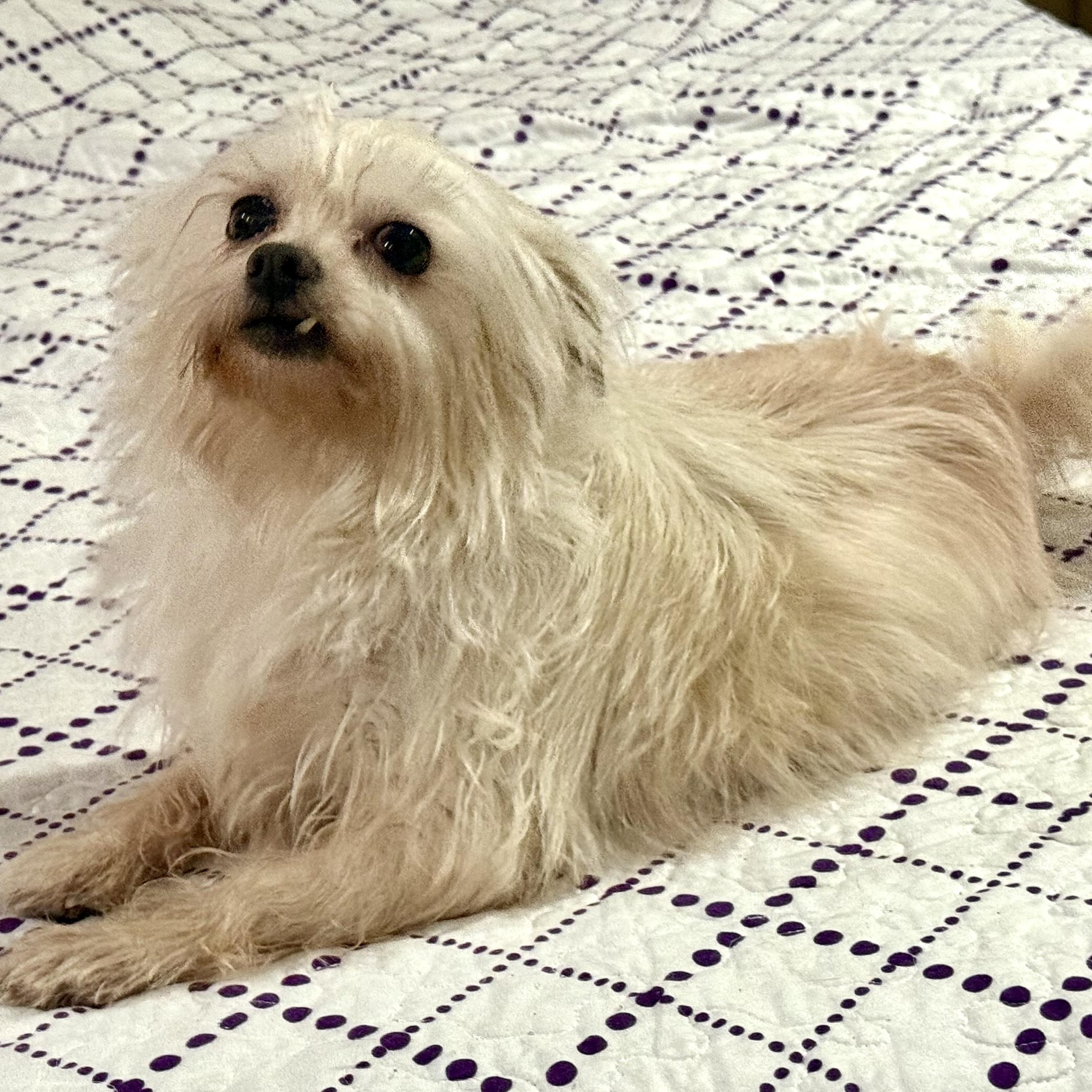 Enlarge Anastasia, a Adoptable mixed breed in Bellevue, WA image 3/5