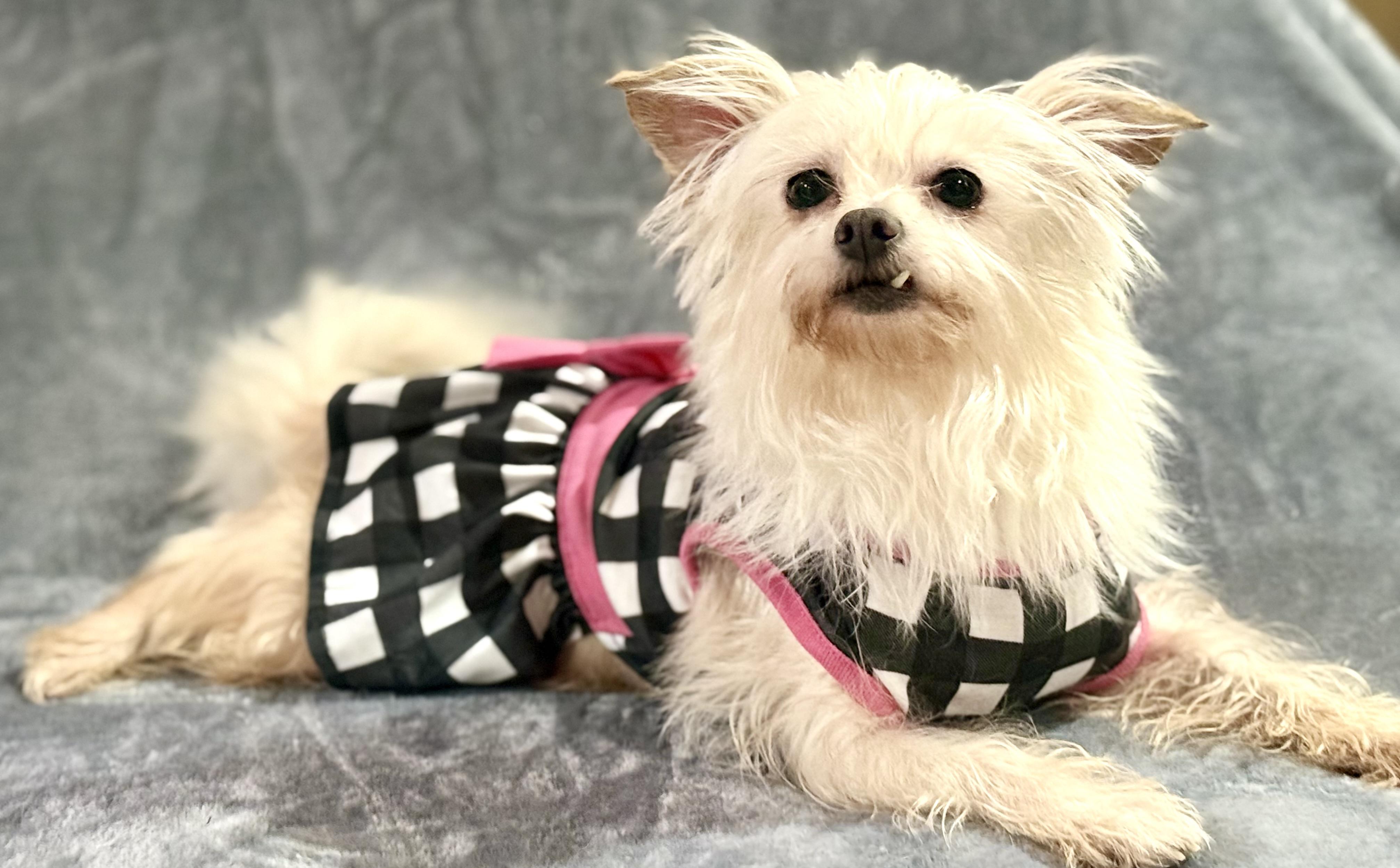 Enlarge Anastasia, a Adoptable mixed breed in Bellevue, WA image 2/5