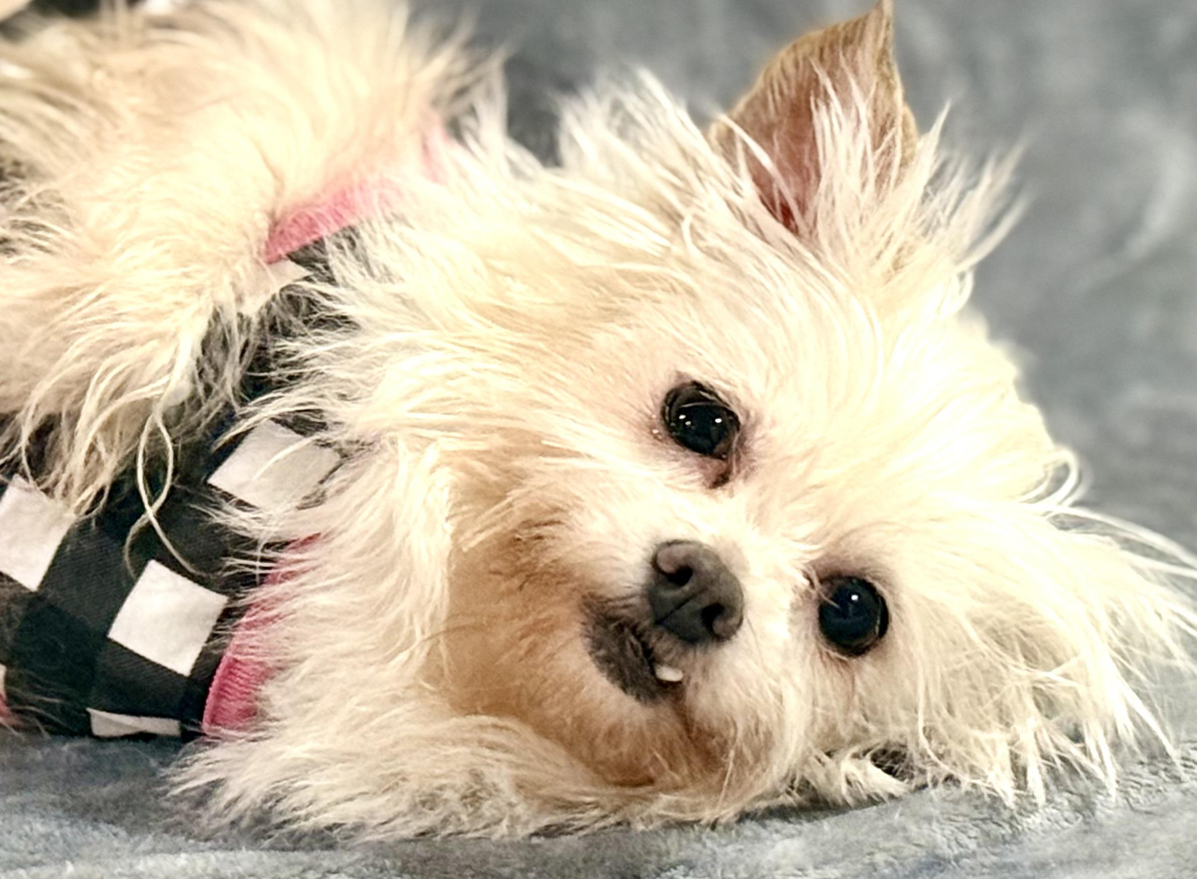 Enlarge Anastasia, a Adoptable mixed breed in Bellevue, WA image 1/5