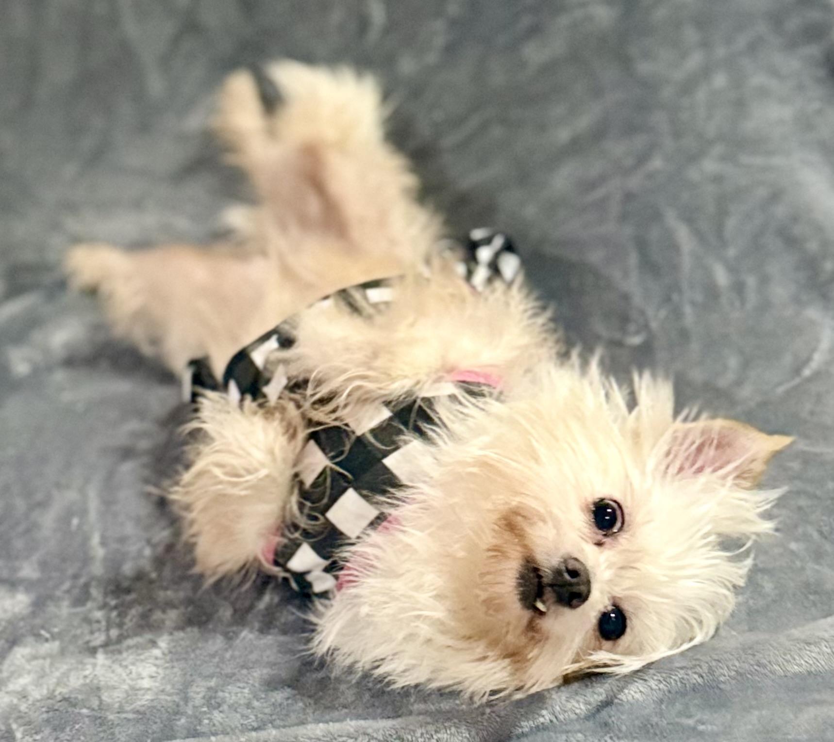 Enlarge Anastasia, a Adoptable mixed breed in Bellevue, WA image 4/5