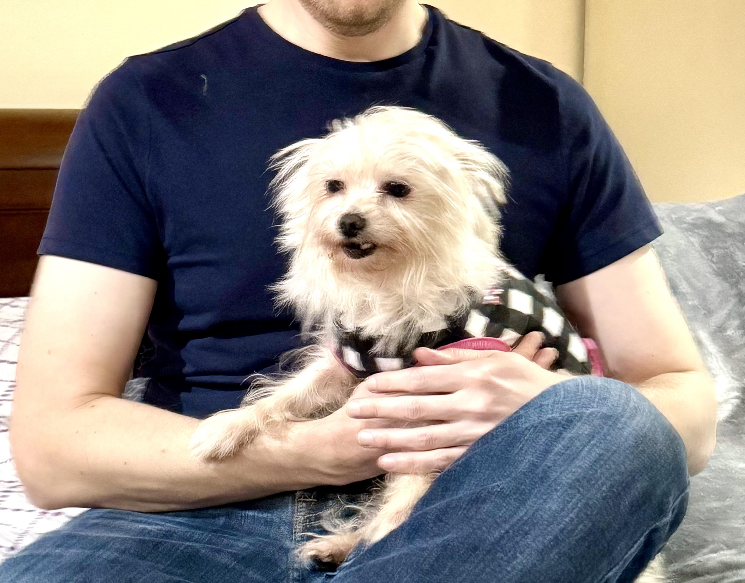 Enlarge Anastasia, a Adoptable mixed breed in Bellevue, WA image 5/5