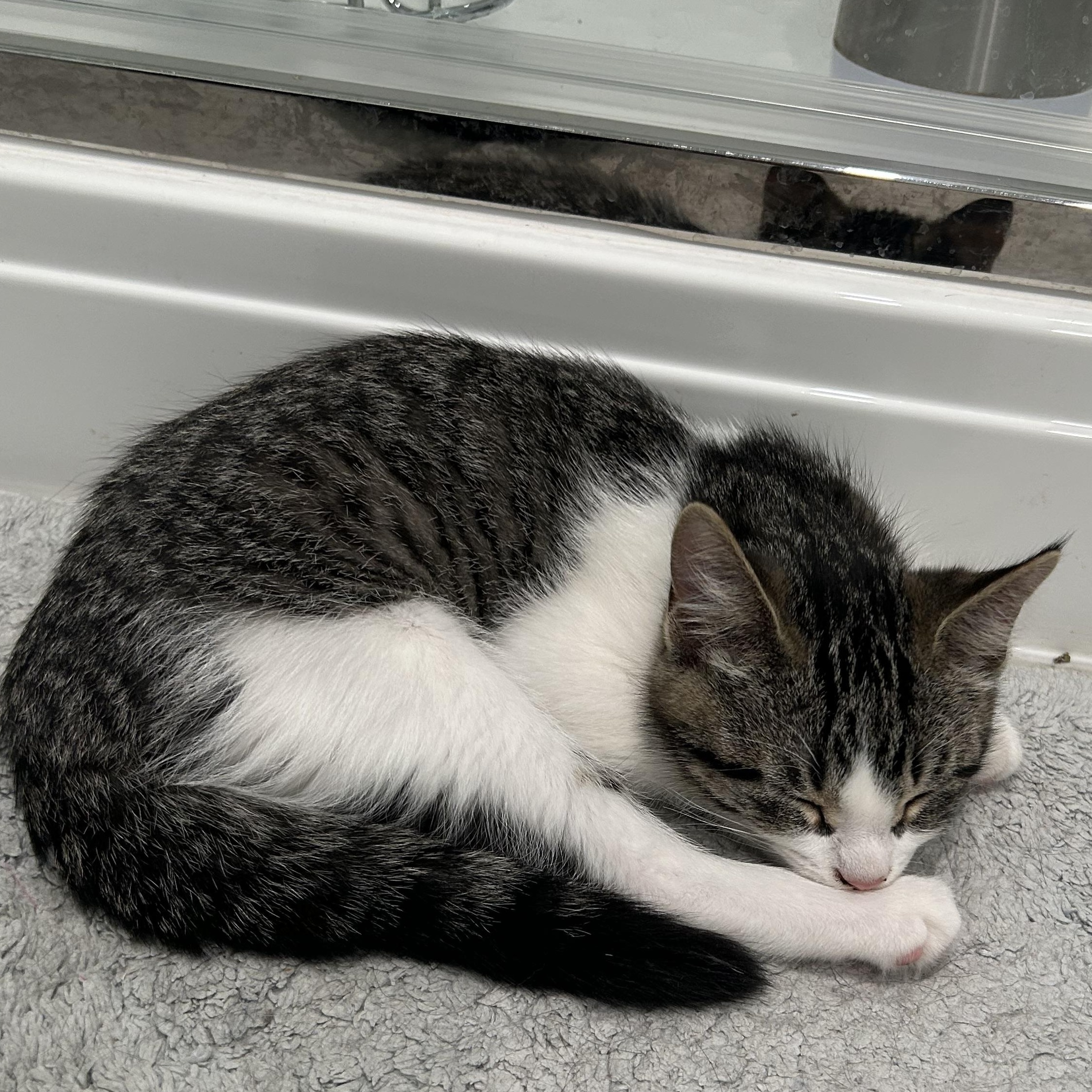 Enlarge Yohanda (FA/FF), a Adoptable Domestic Short Hair in Sainte-Angele-de-Monnoir, QC image 3/4