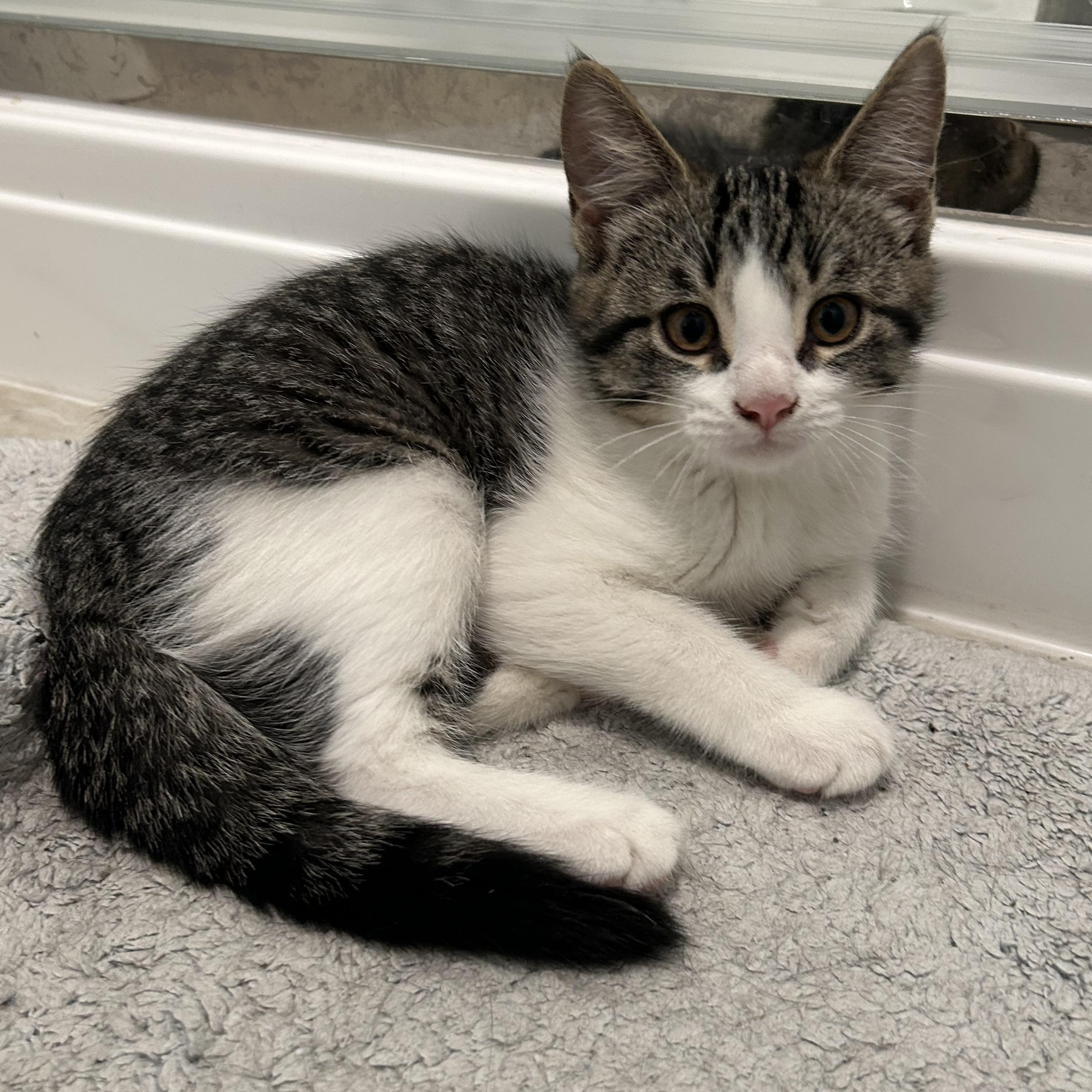 Enlarge Yohanda (FA/FF), a Adoptable Domestic Short Hair in Sainte-Angele-de-Monnoir, QC image 2/4