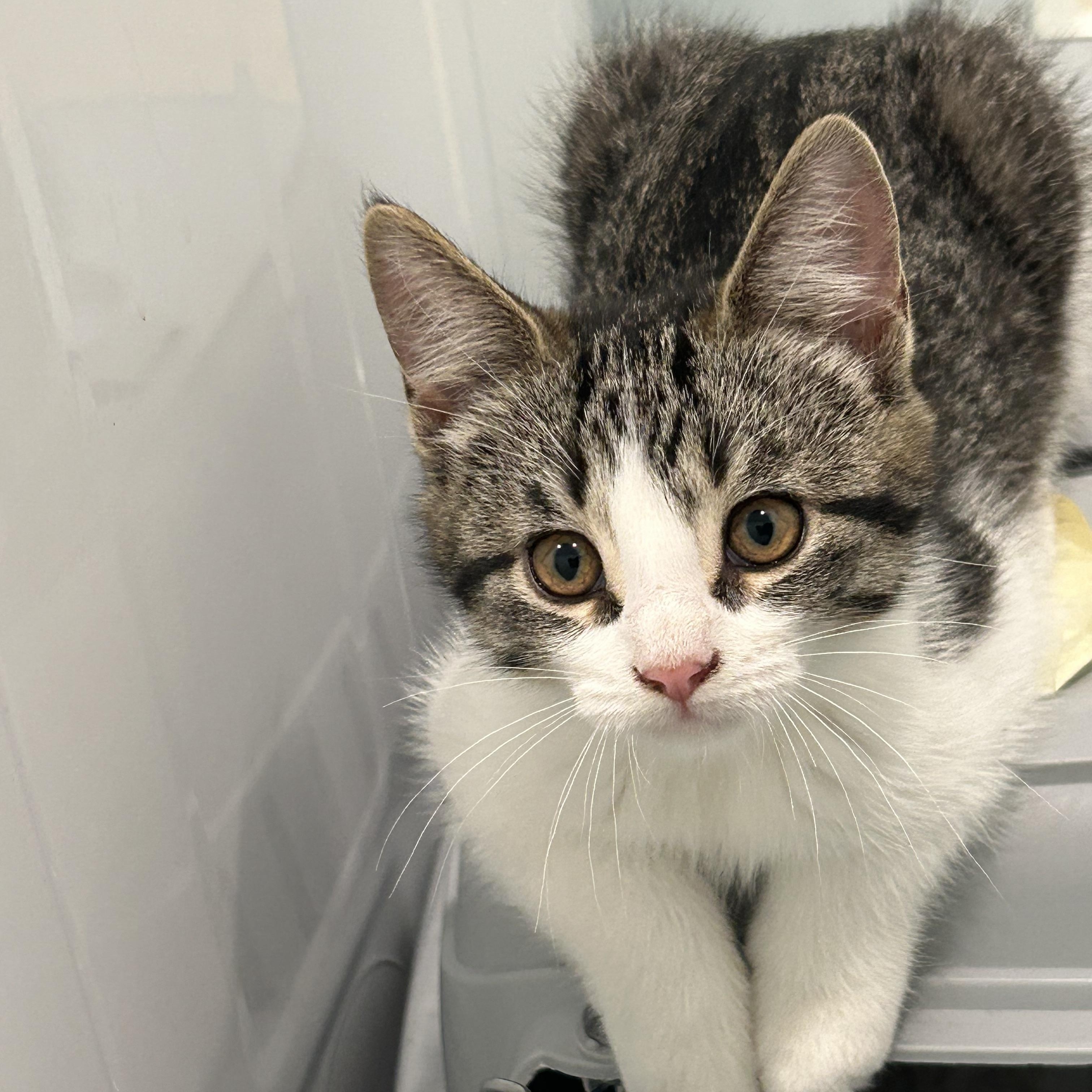 Yohanda (FA/FF), Adoptable, Kitten Female Domestic Short Hair.