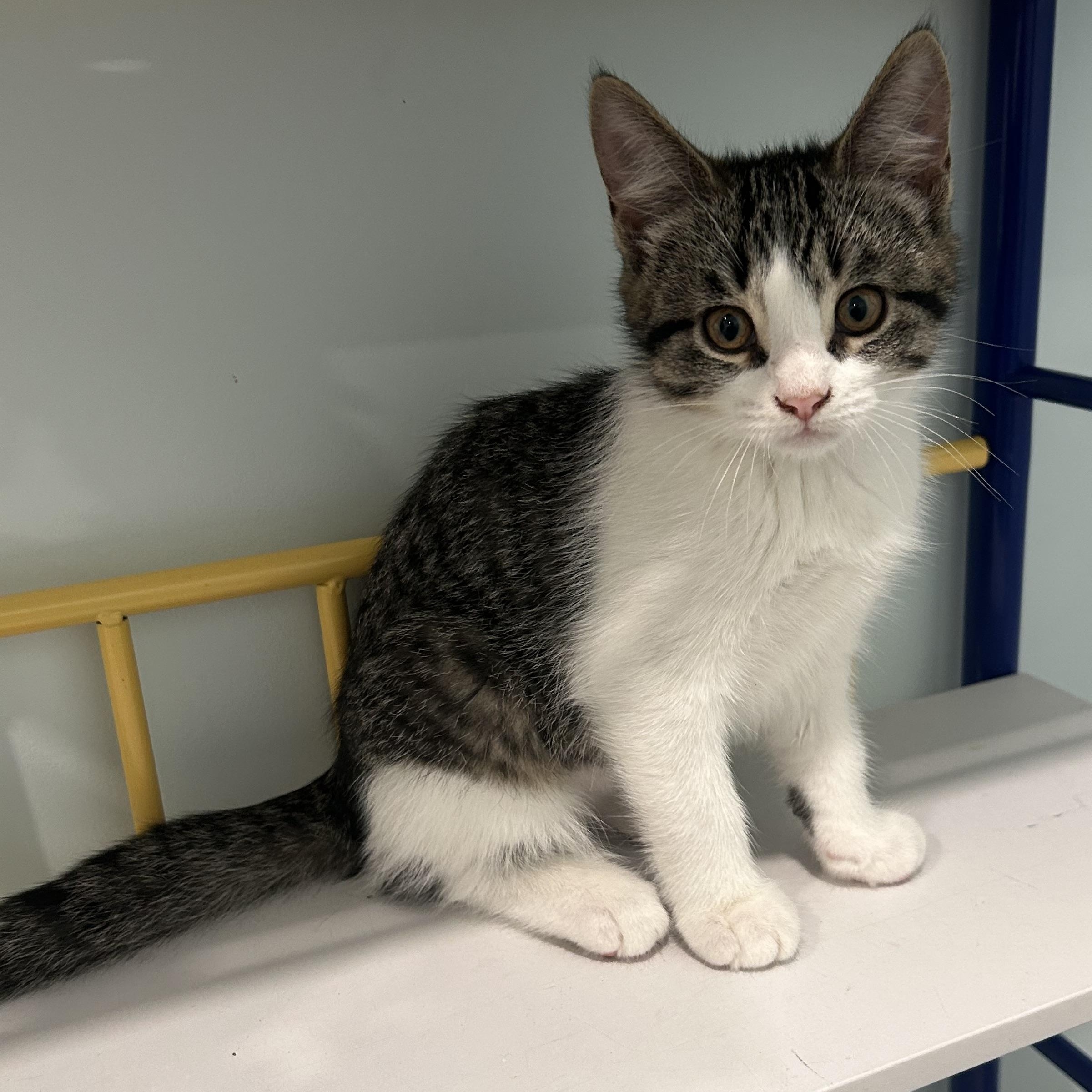 Enlarge Yohanda (FA/FF), a Adoptable Domestic Short Hair in Sainte-Angele-de-Monnoir, QC image 4/4