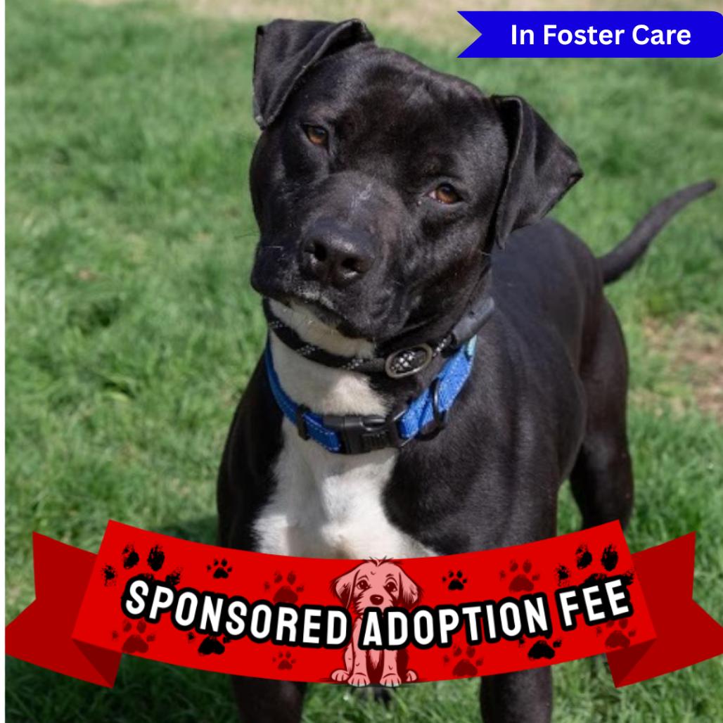 Enlarge Hank, a Adoptable Pit Bull Terrier in Ridgely, MD image 1/6