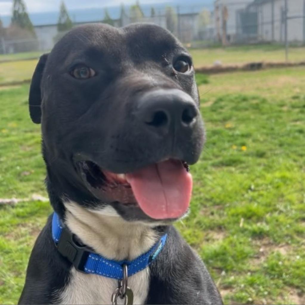 Hank, Adoptable, Adult Male Pit Bull Terrier.