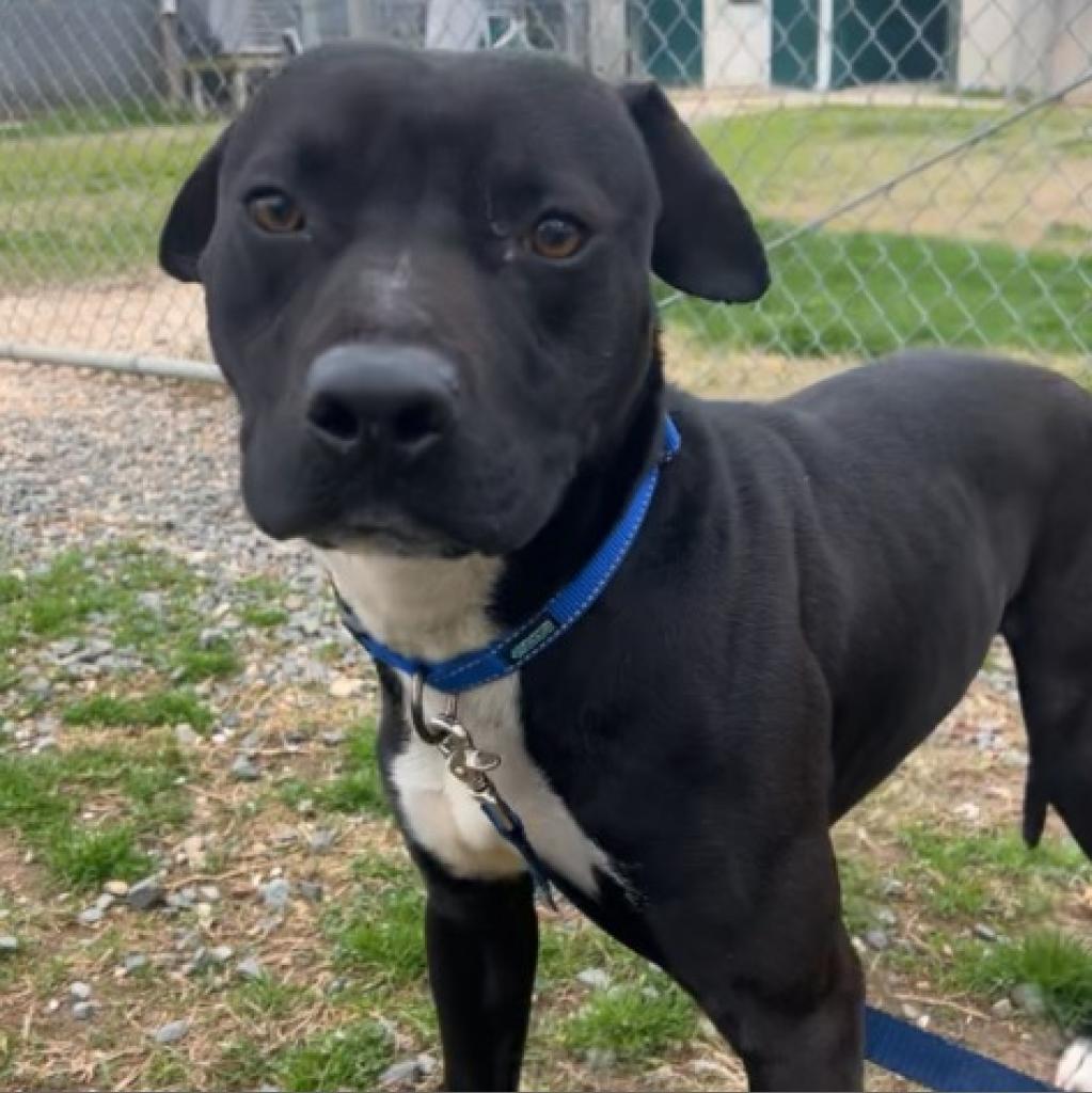 Enlarge Hank, a Adoptable Pit Bull Terrier in Ridgely, MD image 3/6