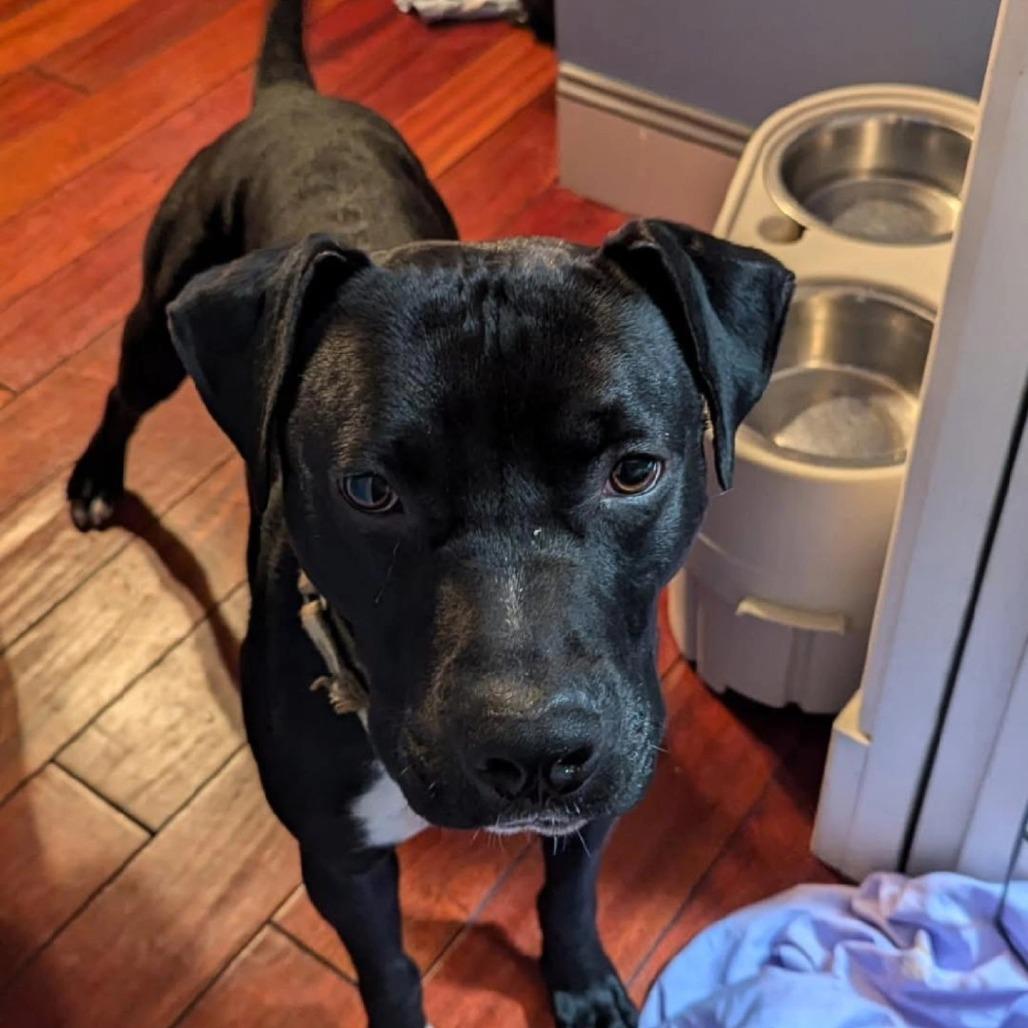 Enlarge Hank, a Adoptable Pit Bull Terrier in Ridgely, MD image 5/6