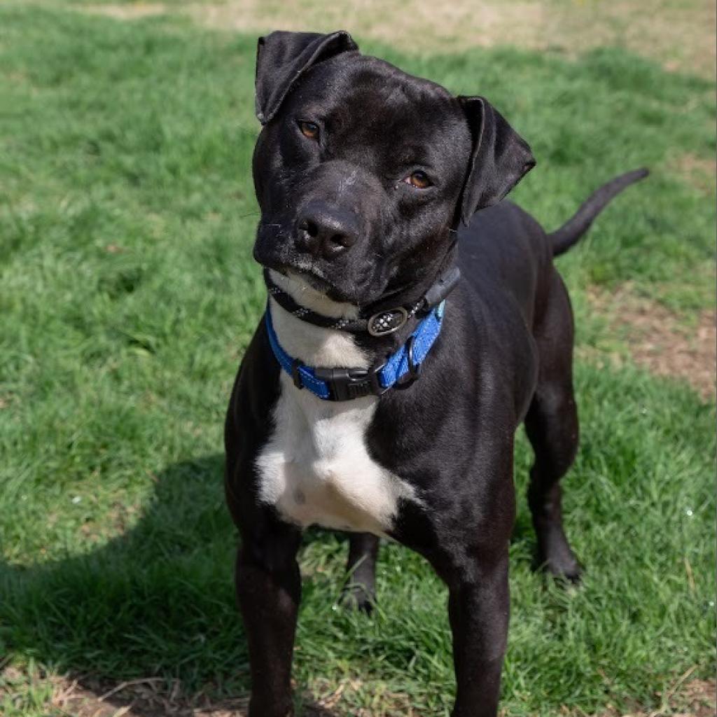Enlarge Hank, a Adoptable Pit Bull Terrier in Ridgely, MD image 6/6