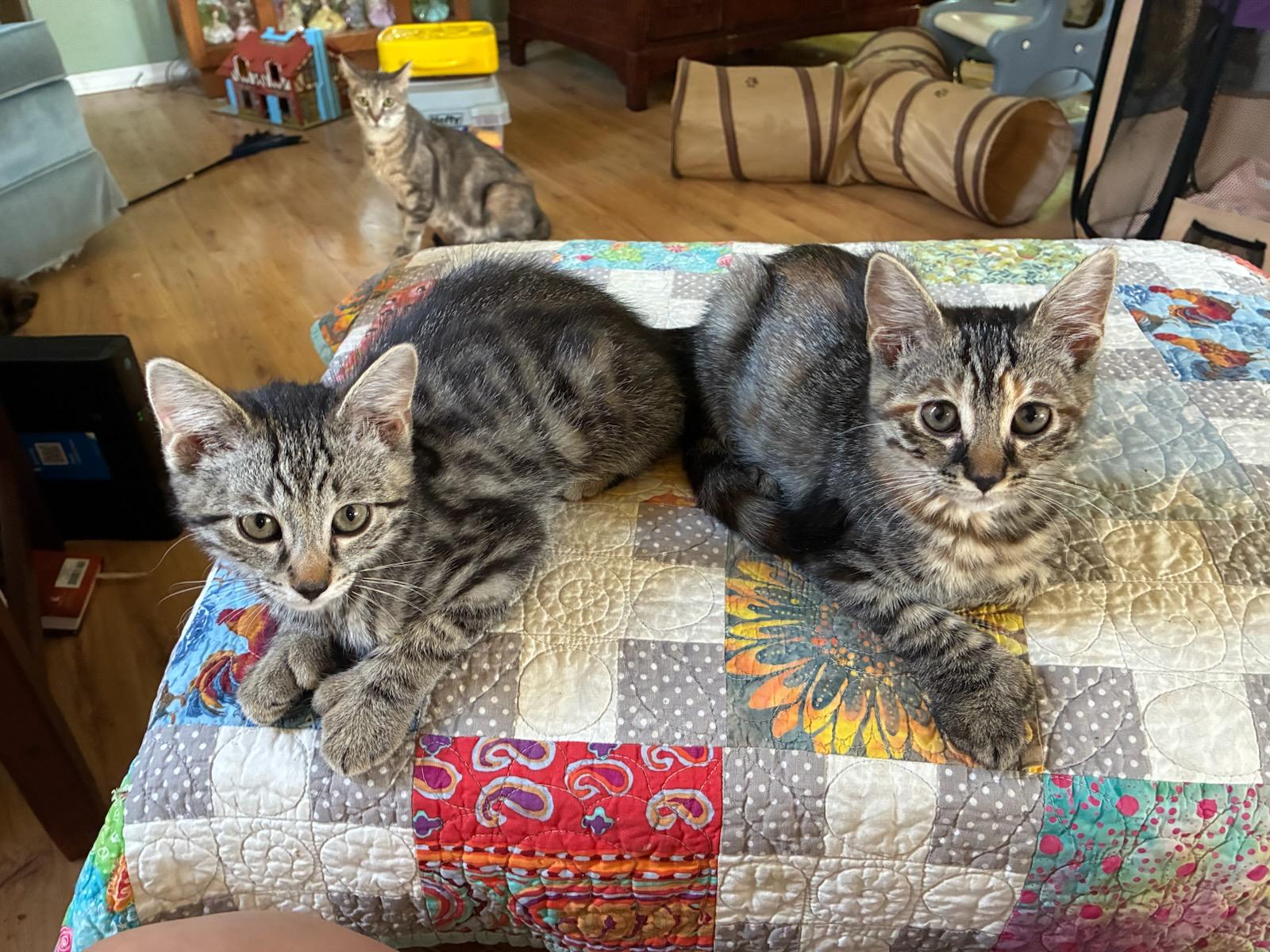 Desi & Lucy, Adoptable, Kitten Male Domestic Medium Hair.
