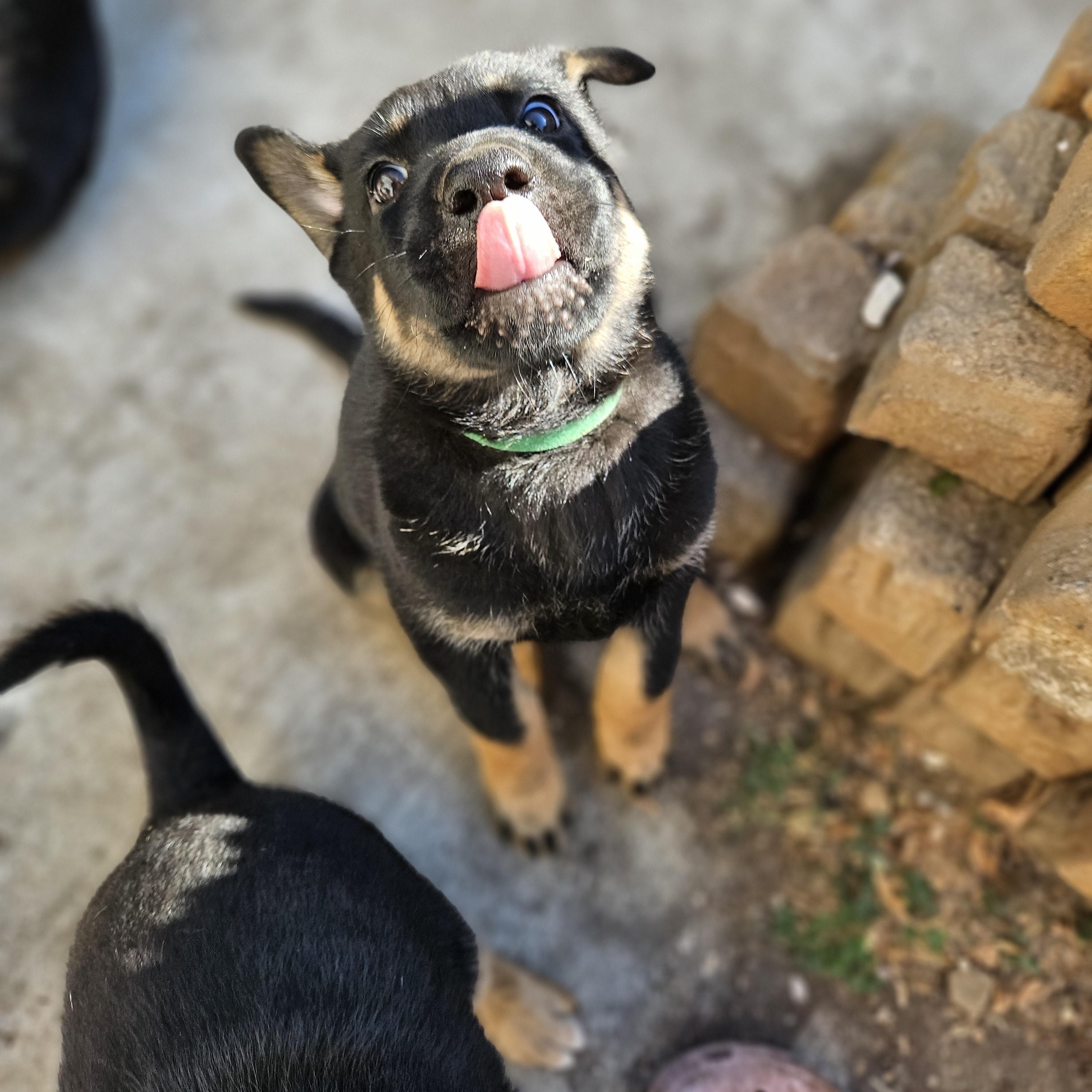 Gus Gus photo 5