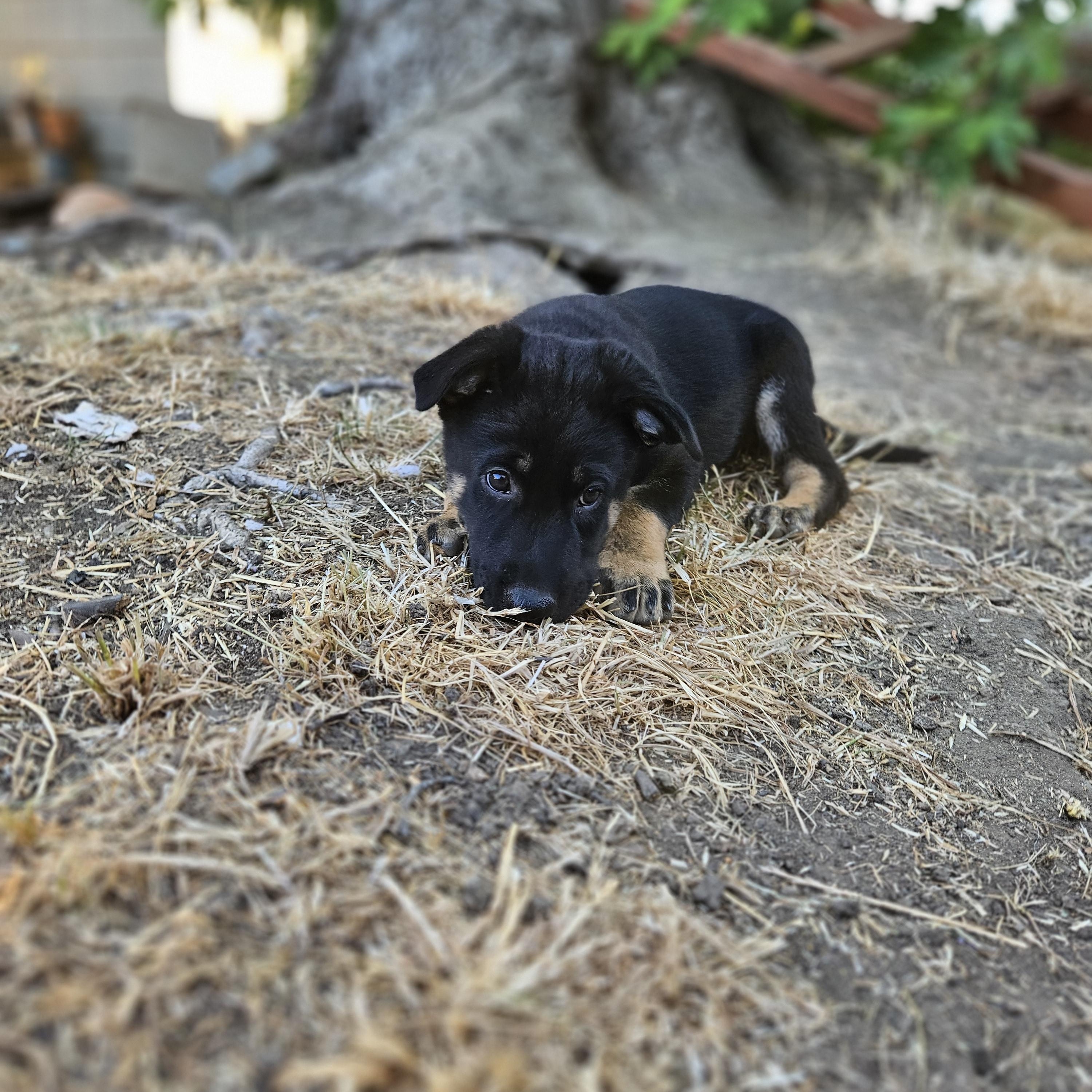 Gus Gus photo 6