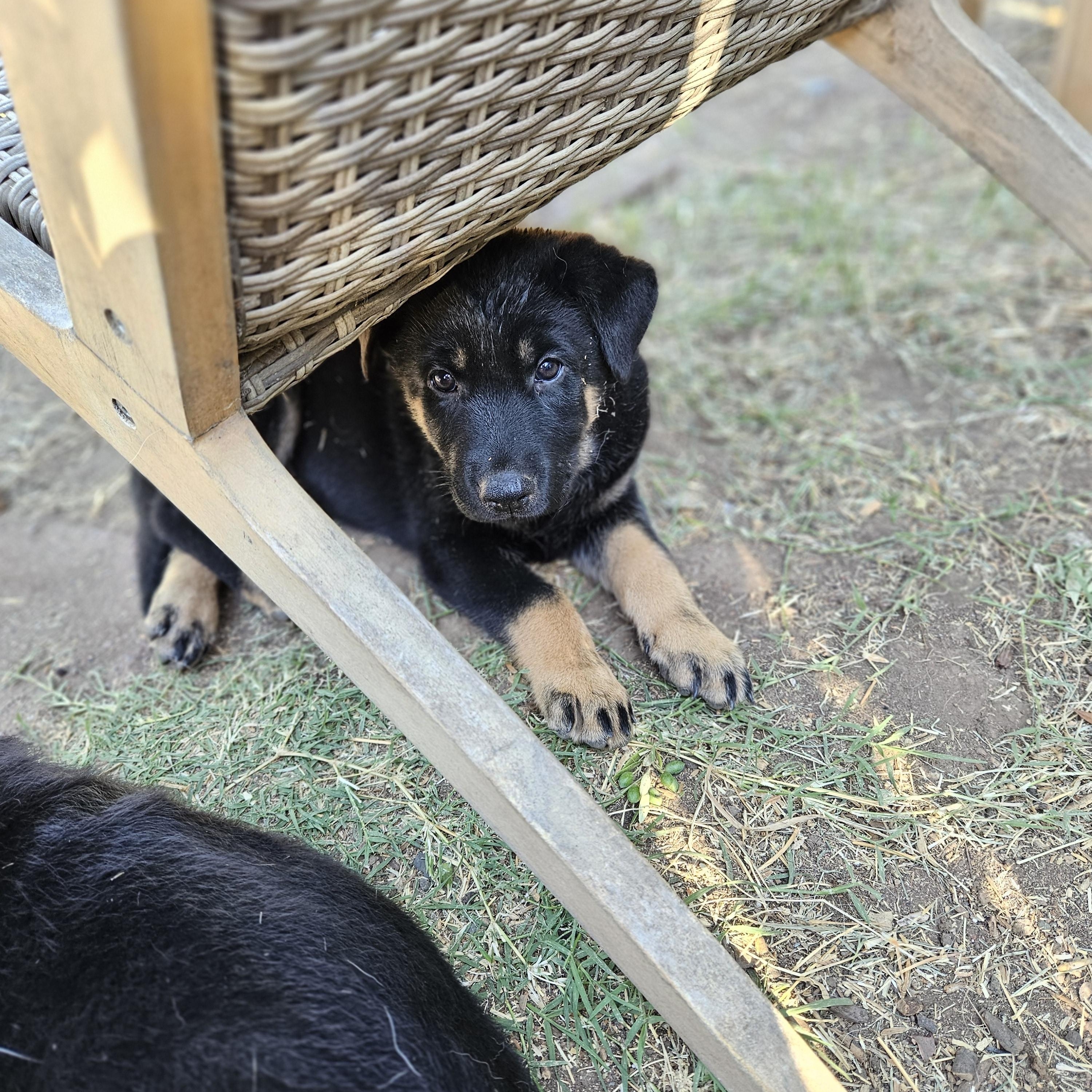 Gus Gus, Baby Male unknown