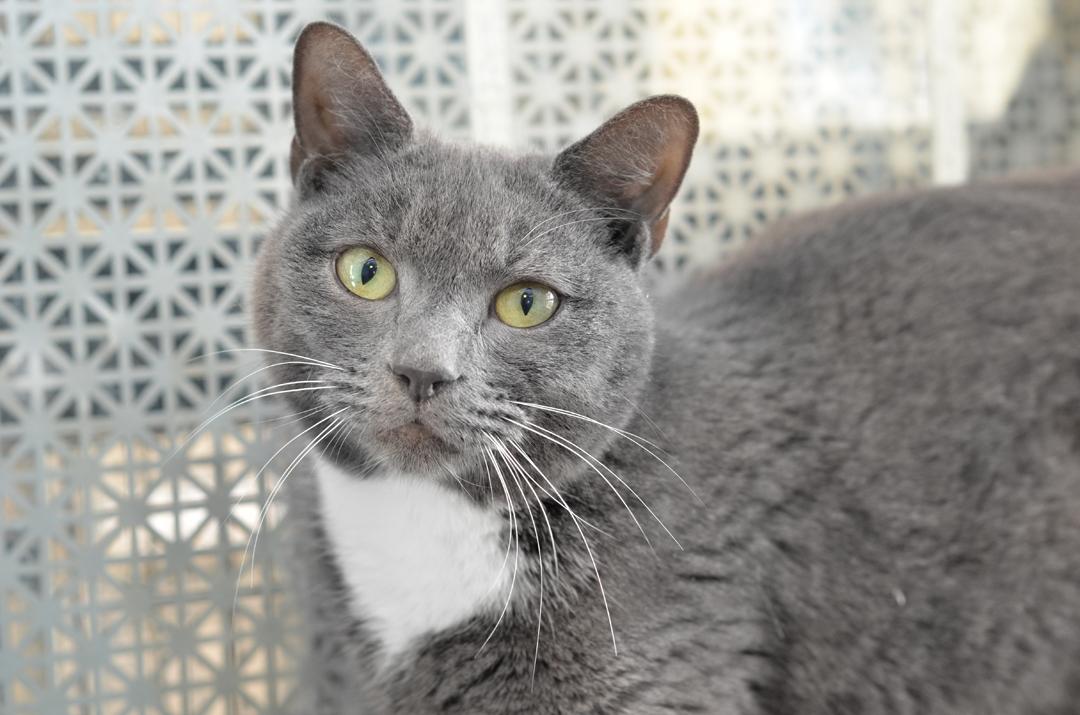 Simone Manuel, an adopted mixed breed in Sanford, FL image 3/3