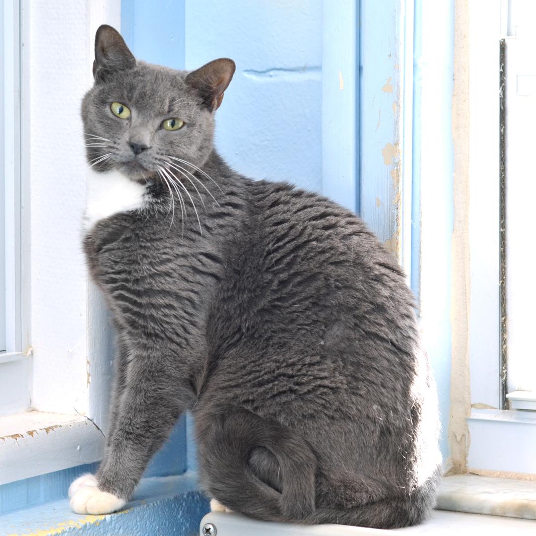 Simone Manuel, an adopted mixed breed in Sanford, FL image 2/3