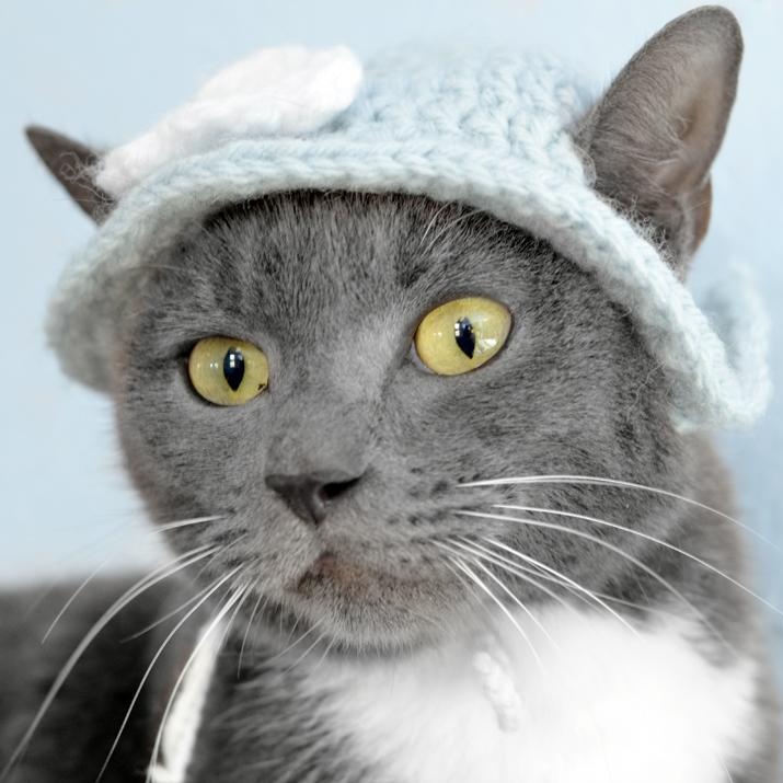 Simone Manuel, adopted, Young Female Domestic Short Hair.