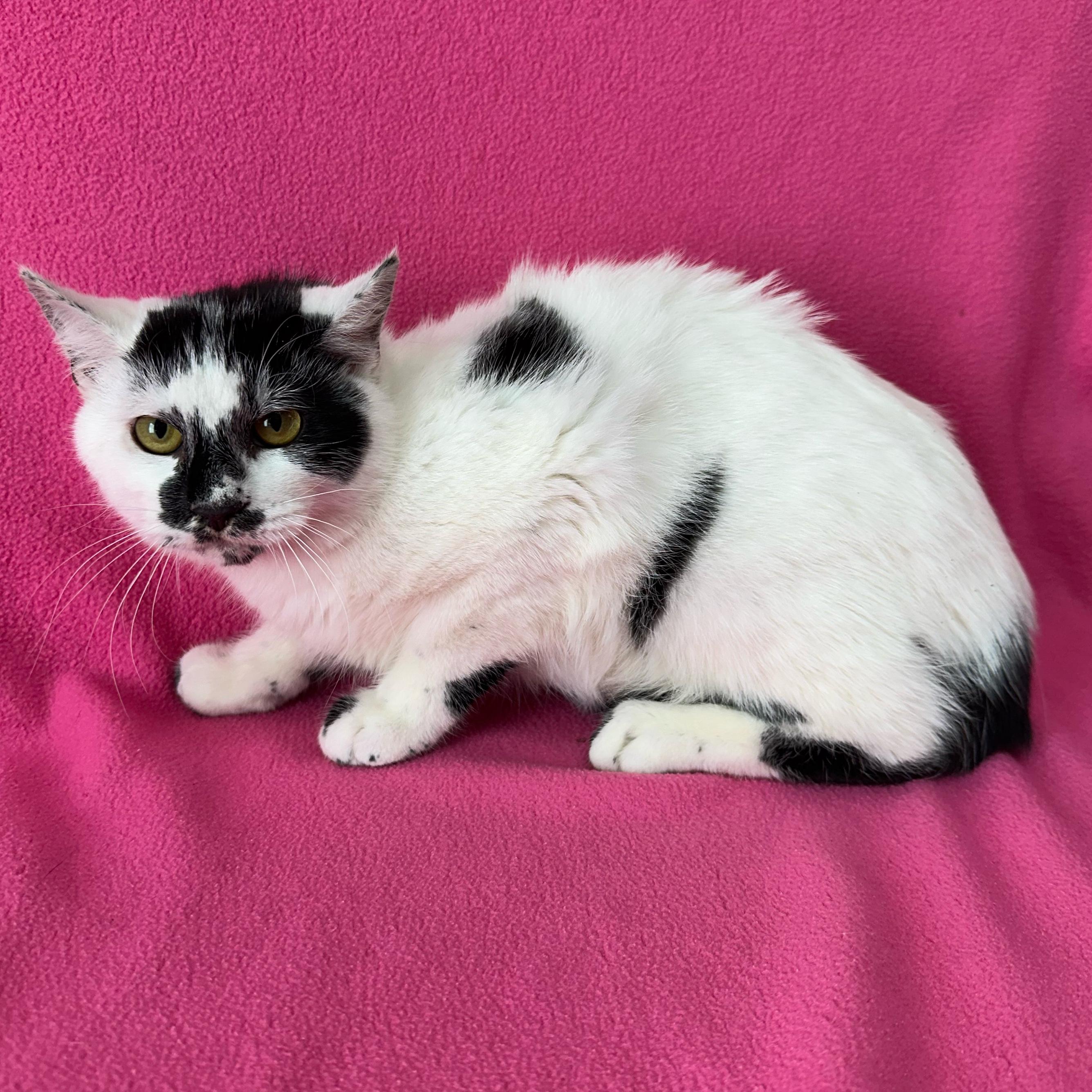 Panda, adopted, Kitten Male Domestic Short Hair.