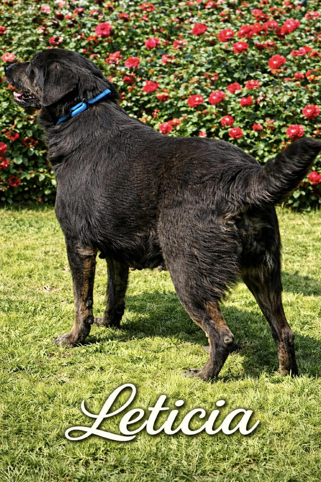 Leticia, a Adoptable mixed breed in Rochester, NY image 5/5