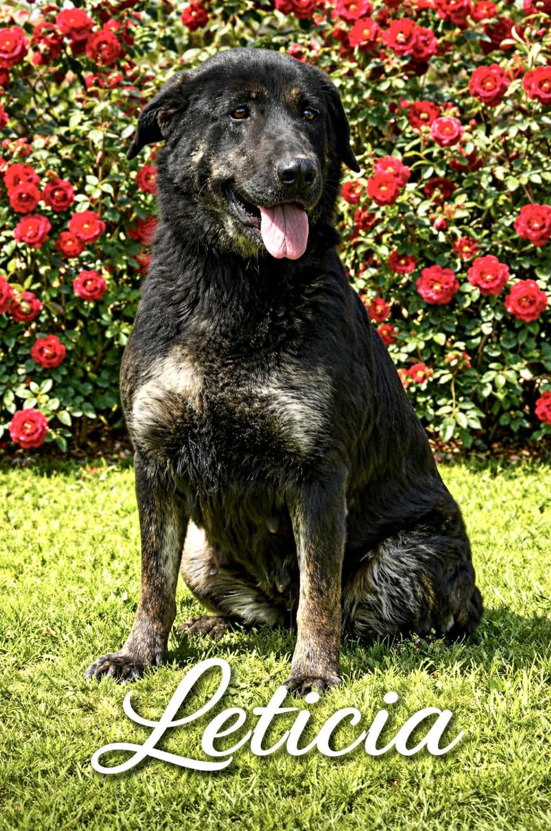 Leticia, a Adoptable mixed breed in Rochester, NY image 2/5