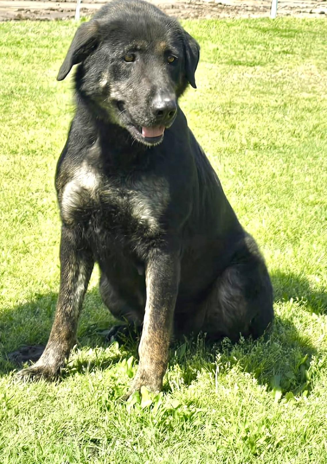 Leticia, a Adoptable mixed breed in Rochester, NY image 3/5