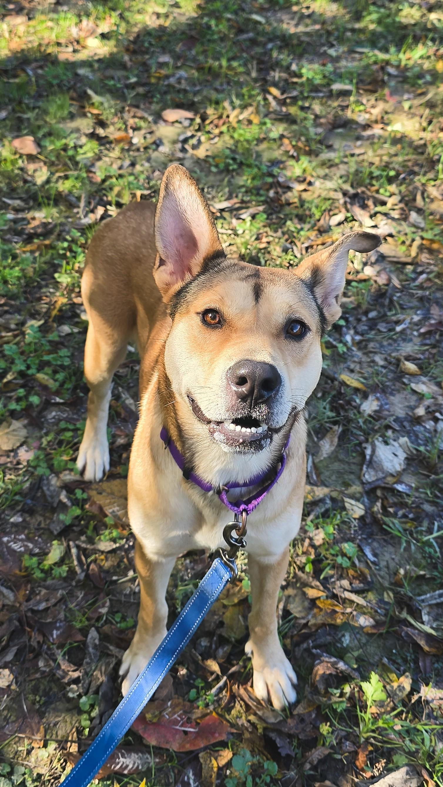 Pocky, Adoptable, Adult Female Shepherd.