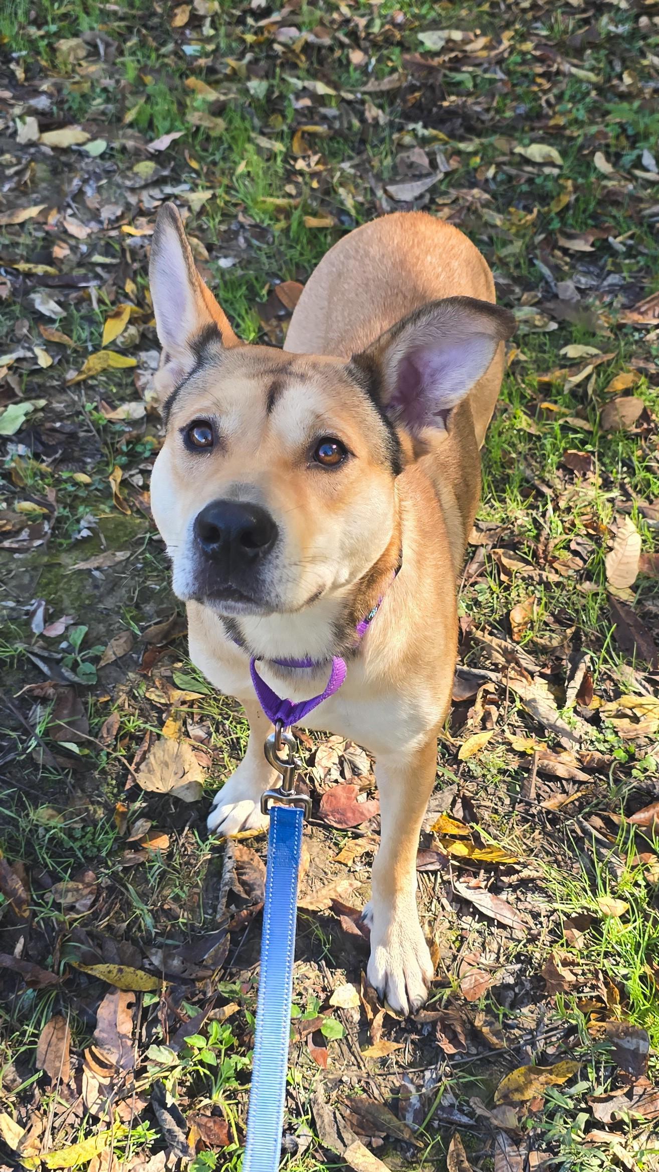 Enlarge Pocky, a Adoptable mixed breed in Shepherdsville, KY image 2/2