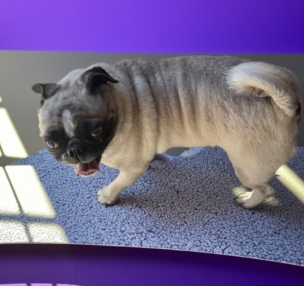Pugster, Adopted, Adult Male Pug.