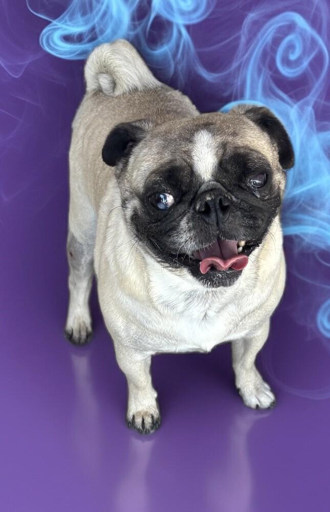 Enlarge Pugster, a Adopted Pug in Draper, UT image 2/2