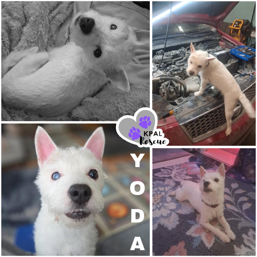 Enlarge Yoda, a Adoptable Jack Russell Terrier in Kenai, AK image 1/4