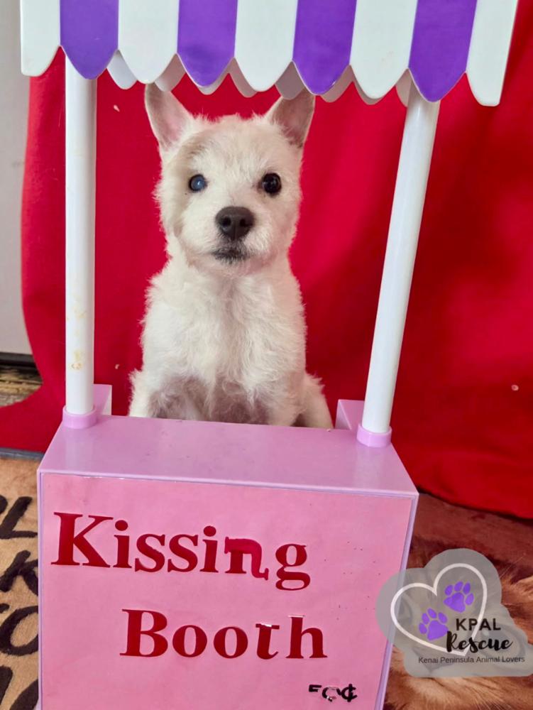 Enlarge Yoda, a Adoptable Jack Russell Terrier in Kenai, AK image 2/4