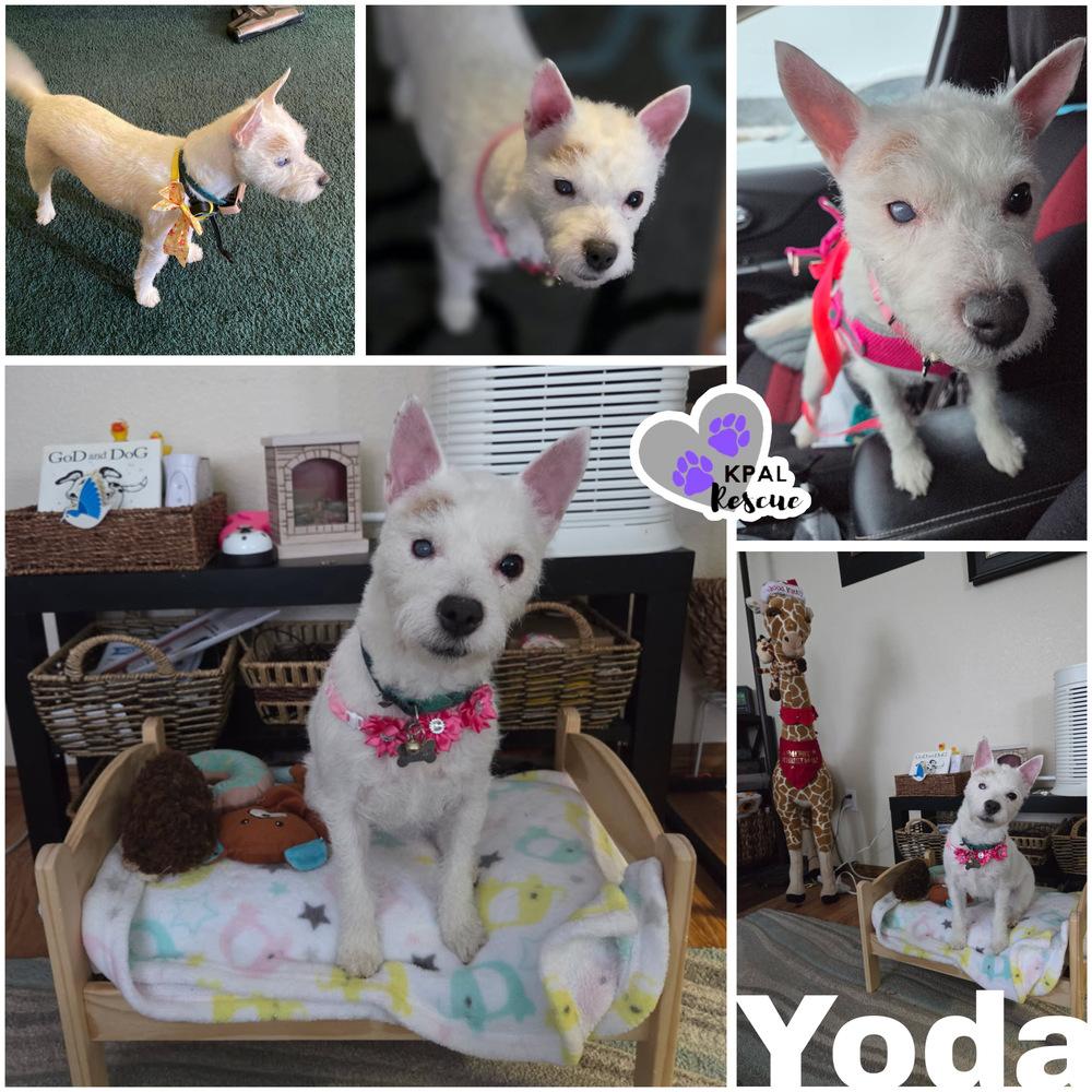 Enlarge Yoda, a Adoptable Jack Russell Terrier in Kenai, AK image 3/4