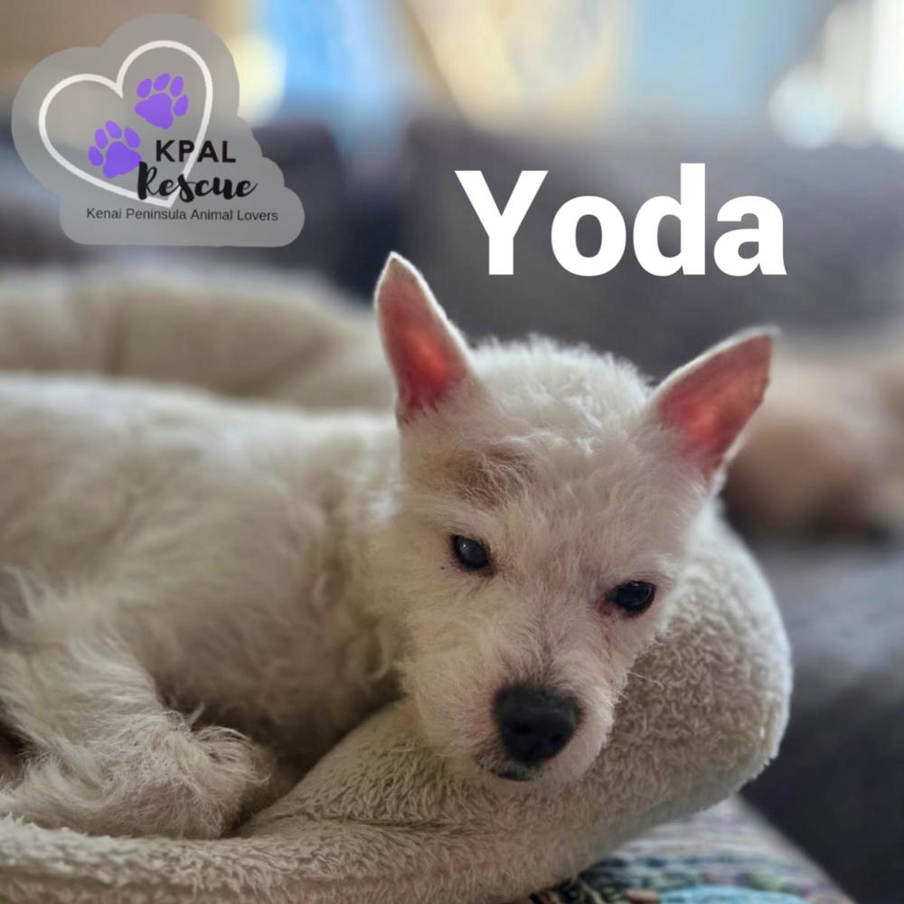 Enlarge Yoda, a Adoptable Jack Russell Terrier in Kenai, AK image 4/4