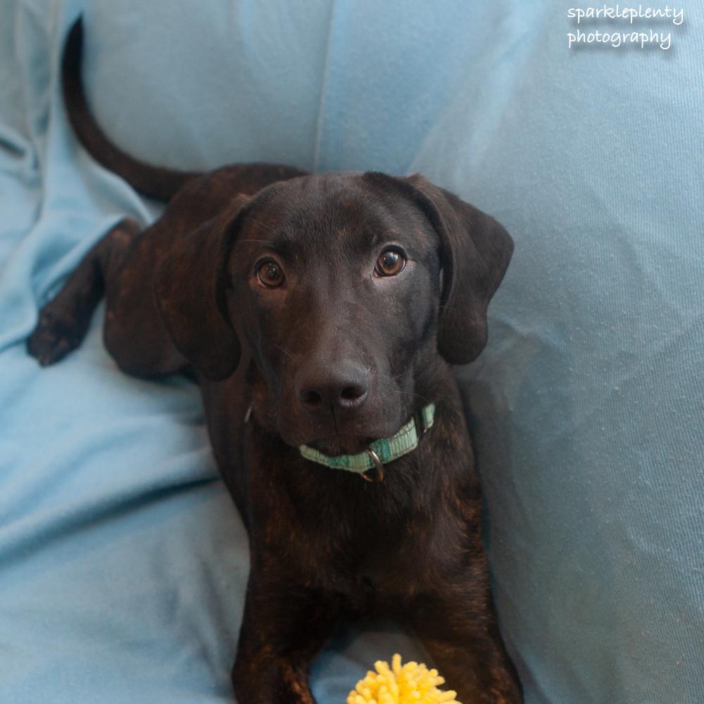 Enlarge Radar, an adoptable Mixed Breed in Ridgefield, CT image 4/4