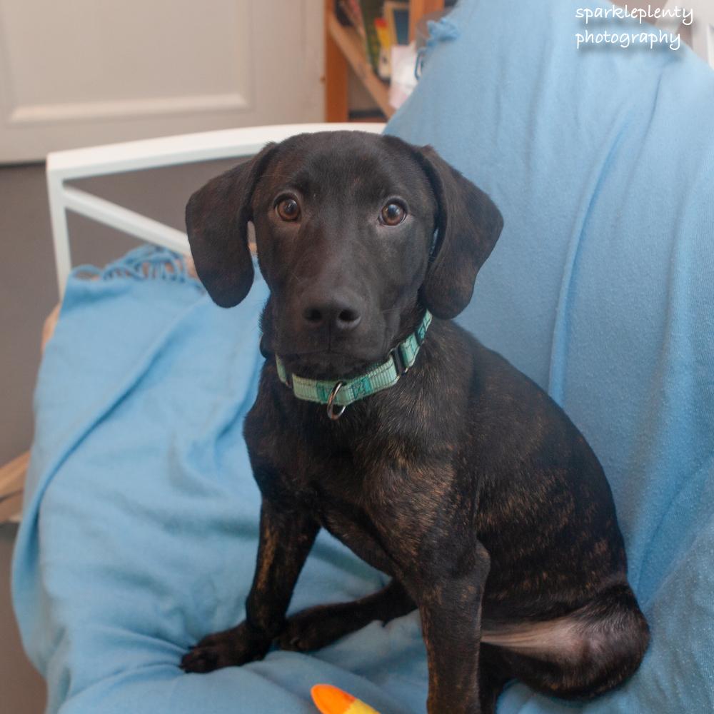 Radar, adoptable, Puppy Male Mixed Breed.