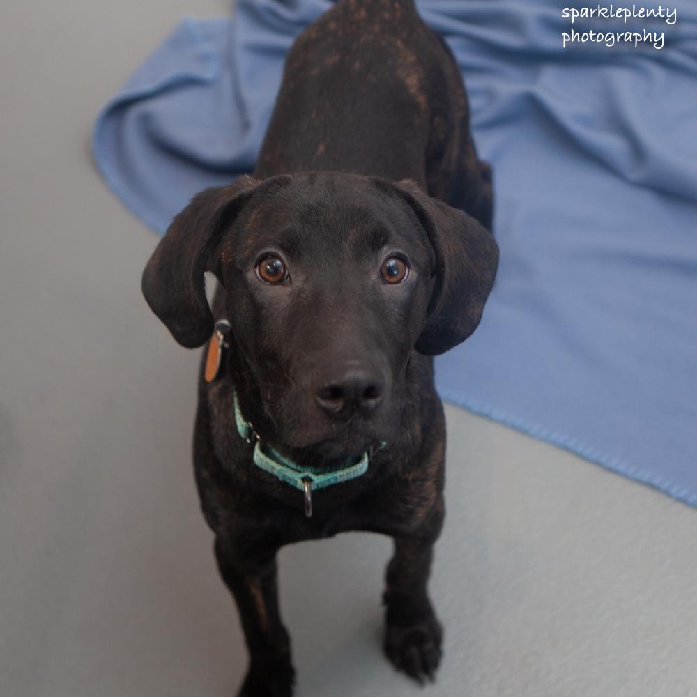Enlarge Radar, an adoptable Mixed Breed in Ridgefield, CT image 3/4