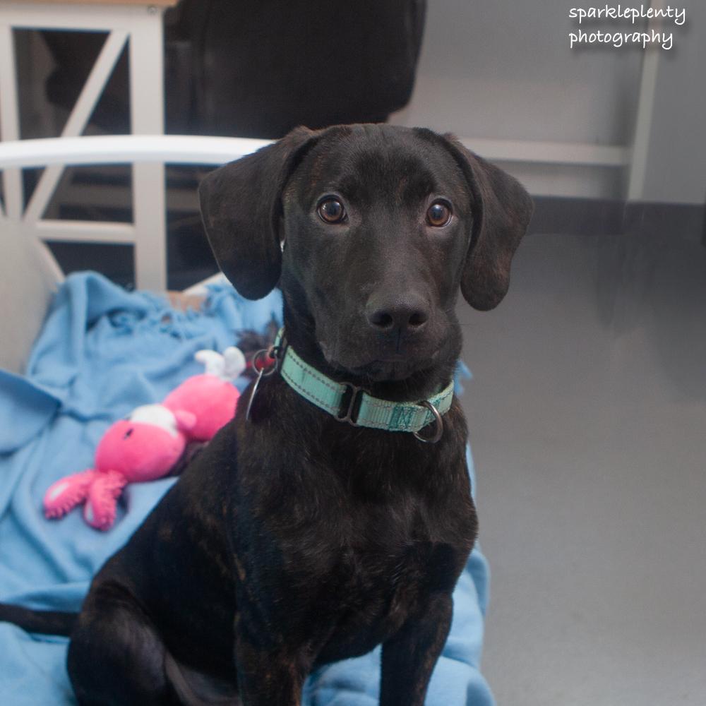 Enlarge Radar, an adoptable Mixed Breed in Ridgefield, CT image 2/4
