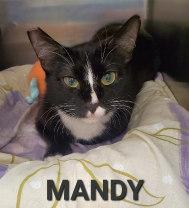 MANDY, a Adoptable Tuxedo in Henderson, NV image 1/2